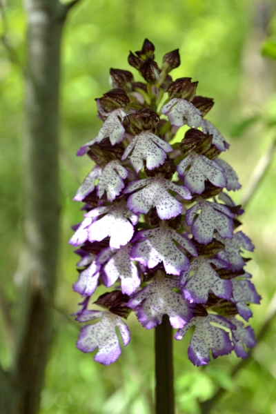 Orchis purpurea